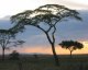 Serengeti